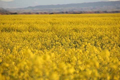 مناطق گردشگری پلدشت