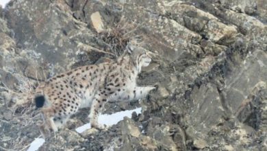 رویت گونه ارزشمند سیاه گوش در طبیعت چالدران