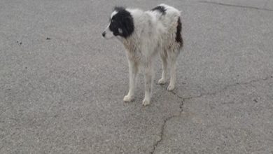 سگ‌های ولگرد