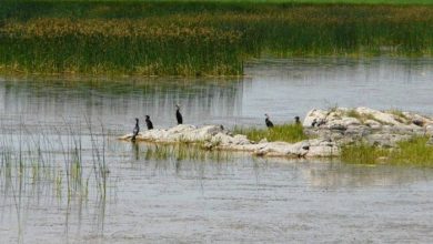 تالابهای شهرستان پلدشت