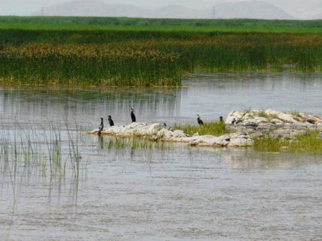 تالاب های منطقه آزاد ماکو