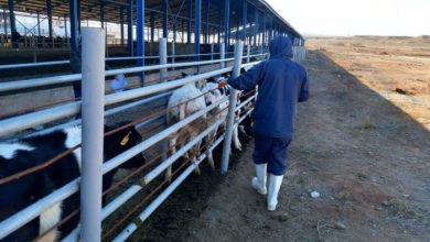 واکسیناسیون