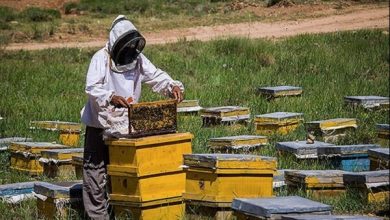 عسل در ییلاق چالدران