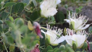 هندوانه كوهی