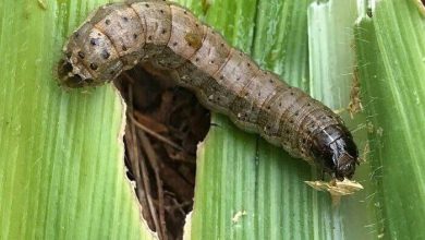 آفت برگ‌خوار پاییز