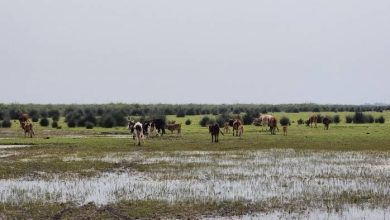 تالاب‌های چالدران