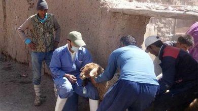 دام سبک و سنگین