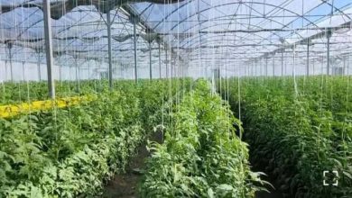 محصولات گلخانه‌ای